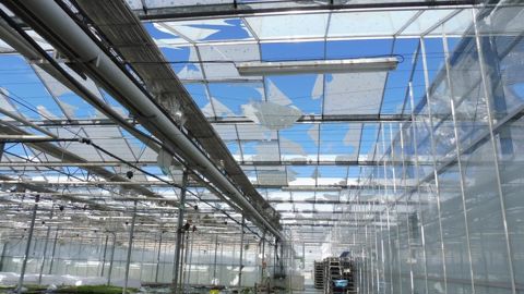 Une vingtaine de communes ont été fortement impactées par l’orage de grêle samedi 15 juin. Les dégâts engendrent des pertes importantes : récoltes, fonds, destruction de cultures, dégradation des toitures et des serres. (c) Lycée Terres d’Horizon